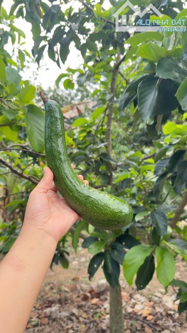 Bán đất rẫy La Dạ Hàm Thuận Bắc 2.2ha sẵn sầu riêng điều và cây ăn trái