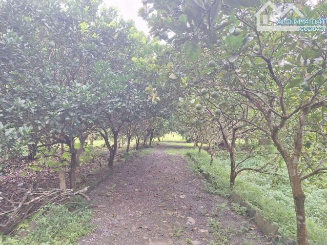 13.5 ha ĐẤT NGHỈ DƯỠNG XÃ LƯƠNG SƠN- CHỈ 250K/m2- sẵn nhà vườn và nhiều cây ăn quả - 10