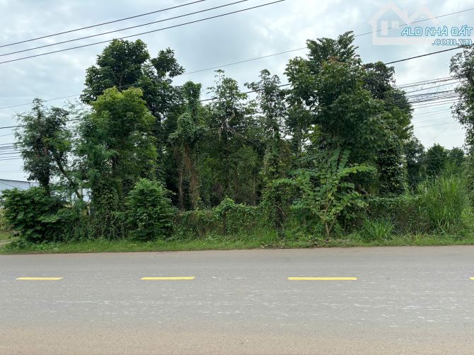 Thanh lý lô đất mt đường nhựa 10m - 2