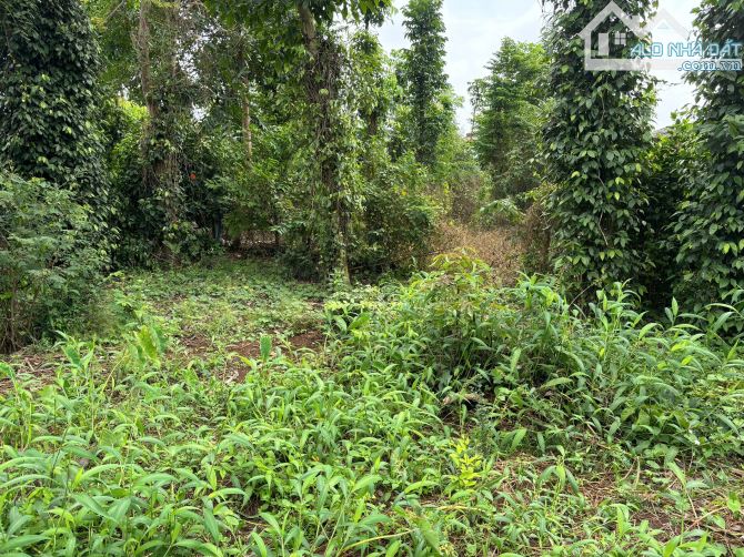Thanh lý lô đất mt đường nhựa 10m - 3