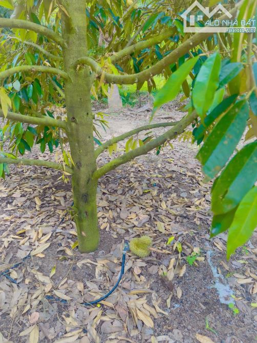 Bán đất rẫy La Dạ Hàm Thuận Bắc 2.2ha sẵn sầu riêng điều và cây ăn trái - 4