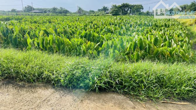 Chủ Gửi Bán Lô Đất Mặt Tiền Đường Bê Tông 5m Cách Đường nhựa 100m Đất Thuộc Xã Láng Dài - 4