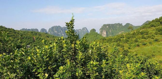 13.5 ha ĐẤT NGHỈ DƯỠNG XÃ LƯƠNG SƠN- CHỈ 250K/m2- sẵn nhà vườn và nhiều cây ăn quả - 5