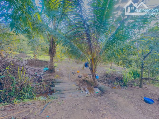 Bán đất rẫy La Dạ Hàm Thuận Bắc 2.2ha sẵn sầu riêng điều và cây ăn trái - 5