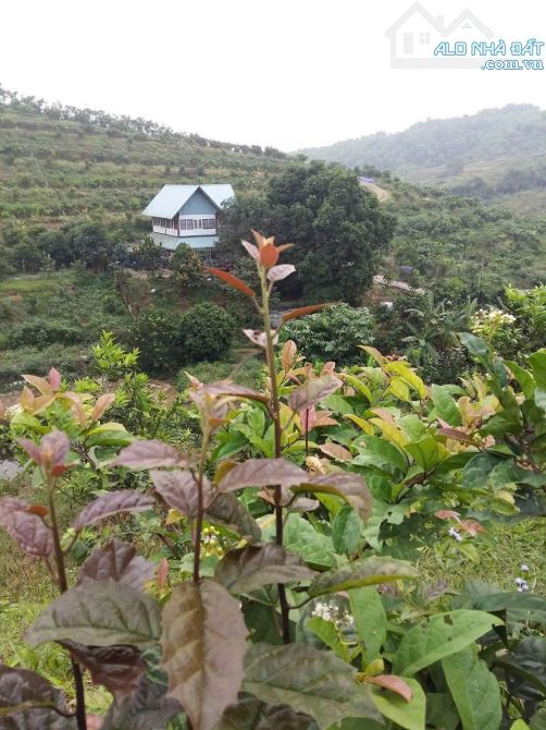 13.5 ha ĐẤT NGHỈ DƯỠNG XÃ LƯƠNG SƠN- CHỈ 250K/m2- sẵn nhà vườn và nhiều cây ăn quả - 6