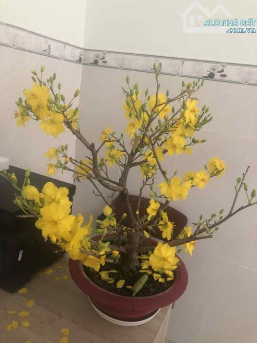 Bán đất hẻm Nguyễn Hữu Cảnh Phường Thắng Nhất - TP.Vũng Tàu DT: 117m2 có 60 TC ( 4 x 29,5
