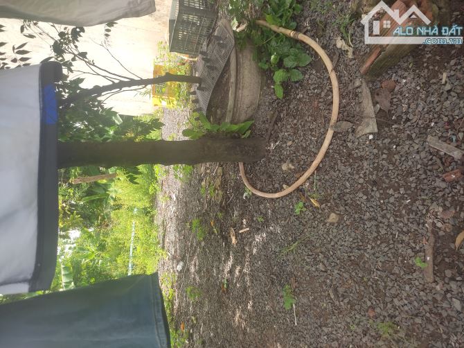 Bán đất 6.18*30m. Dt 184m2 thổ. Lý Thường Kiệt. TT Hóc Môn - 1