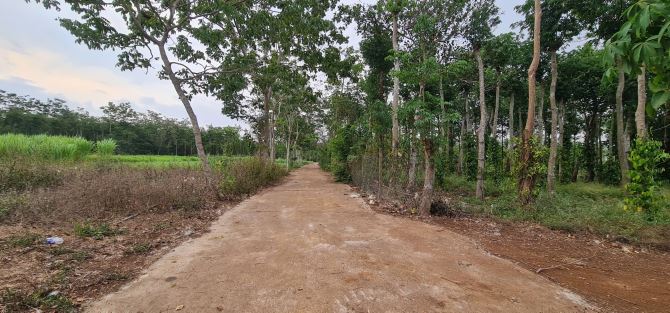 Bán Đất + Nhà Vườn Giá Ngộp 7.252m2 có 200m2 thổ cư, đường ô tô tại Sông Ray, Cẩm Mỹ, ĐN - 2