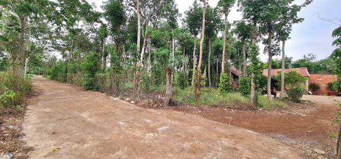 Bán Đất + Nhà Vườn Giá Ngộp 7.252m2 có 200m2 thổ cư, đường ô tô tại Sông Ray, Cẩm Mỹ, ĐN - 3