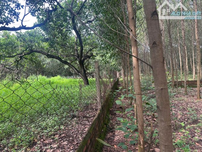 💥 Lô đất vàng đường 768 – Trị An – 2300m² – rào B40 – 250tr 1 mét!💥 - 2