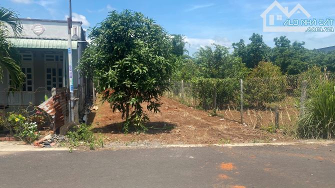 Bán đất Đất Đỏ đường nhựa Cao Văn Ngọc 198m ngang 6x33 Sẵn Thổ cư - 4
