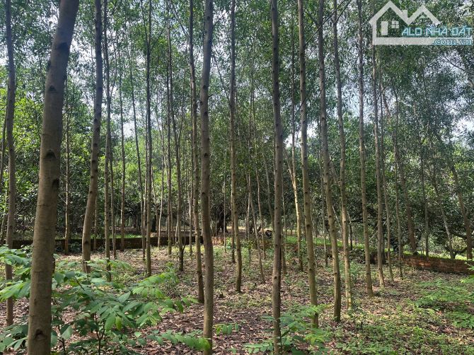 💥 Lô đất vàng đường 768 – Trị An – 2300m² – rào B40 – 250tr 1 mét!💥 - 3
