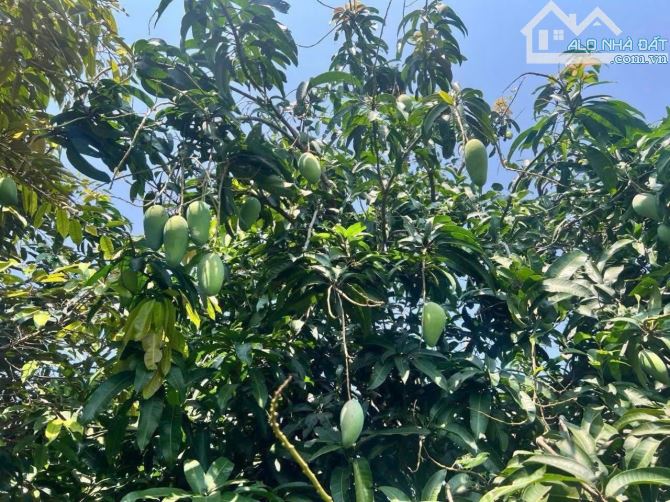 BÁN ĐẤT MT DH606, P.AN ĐIỀN, TP.BẾN CÁT, DT:14x56, TC100M2, SHR, GIÁ 3,2 TỶ - 4