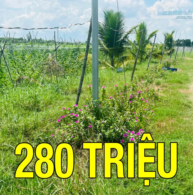 1000m2 có thổ cư (Không trung gian) chỉ 280tr sang tên sổ, còn lại cho trả dần - 3