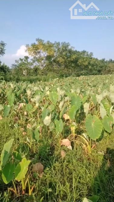 BÁN ĐẤT FULL LUK 792,7M2 TẠI QUỐC OAI - HÀ NỘI, GIÁ 865 TRIỆU