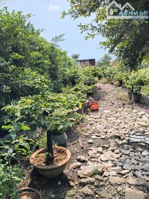 🔥 ĐẤT NN MẶT TIỀN KÊNH đường THẠNH LỘC 37 phường THẠNH LỘC, Q12 dt 1173m2 (12mx100m) 💵 - 1