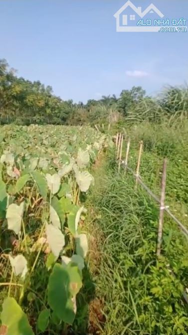 BÁN ĐẤT FULL LUK 792,7M2 TẠI QUỐC OAI - HÀ NỘI, GIÁ 865 TRIỆU - 2