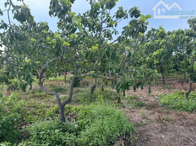 Lô biệt thự vườn biển Phước Hải- dt:3342m2-ngang 10m-nở hậu 78m-giá 5ty350, ngay tl 44b - 2