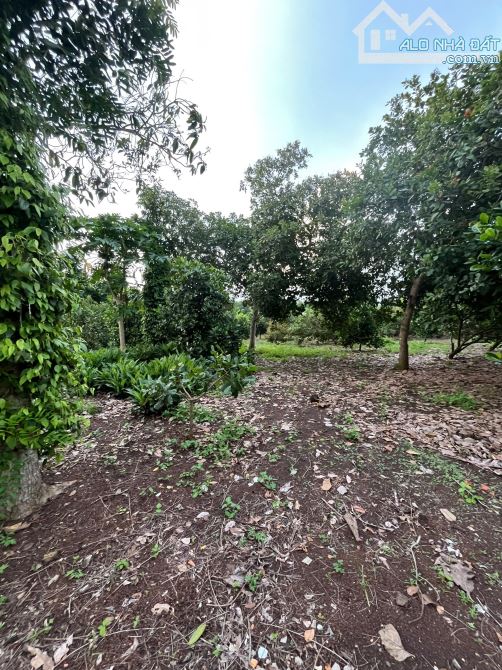 DO TUỔI CAO SỨC YẾU CẦN BÁN 11535M2 CÓ 200M2 THỔ CƯ NHÀ CẤP 4 ĐỦ LOẠI CÂY ĂN TRÁI CHỈ 4TỶ5 - 4