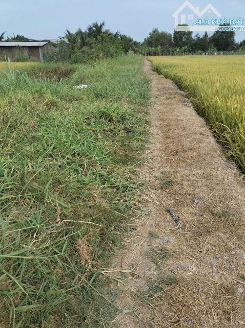 Gần 1000m2 lúa lạc tấn_ tân trụ_Long an 325 triệu giá rẻ nhất khu vực - 1