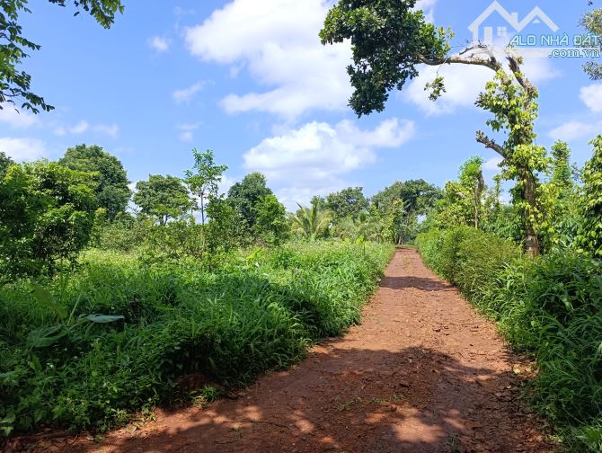 BÁN LÔ ĐẤT NN 1.300M2 GÓC 2 MẶT TIỀN CUỐI YMOAN, TP. BUÔN MA THUỘT - GIÁ 1,2 TỶ - NỞ HẬU - 1