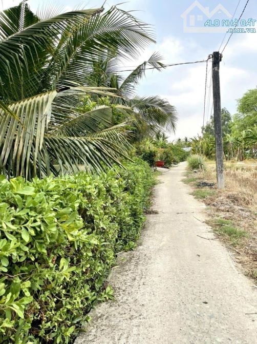 Gần 1000m2 lúa lạc tấn_ tân trụ_Long an 325 triệu giá rẻ nhất khu vực - 2