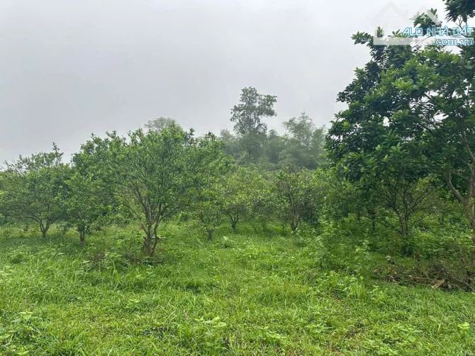 Bán 1800m2 đất nghỉ dưỡng, view đồi núi, trên đất trồng nhiều cây ăn quả tại Tiến Xuân - 3