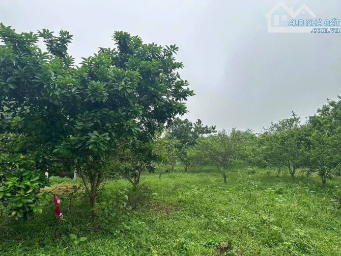 Bán 1800m2 đất nghỉ dưỡng, view đồi núi, trên đất trồng nhiều cây ăn quả tại Tiến Xuân - 4