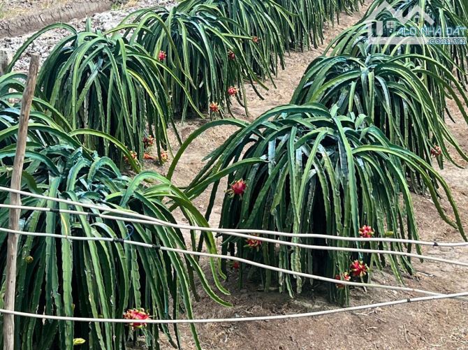 546m2 đất vườn được lên thổ vew kênh đường ôtô bình đức bến lức Long An 550 triệu rẻ ngộp - 4