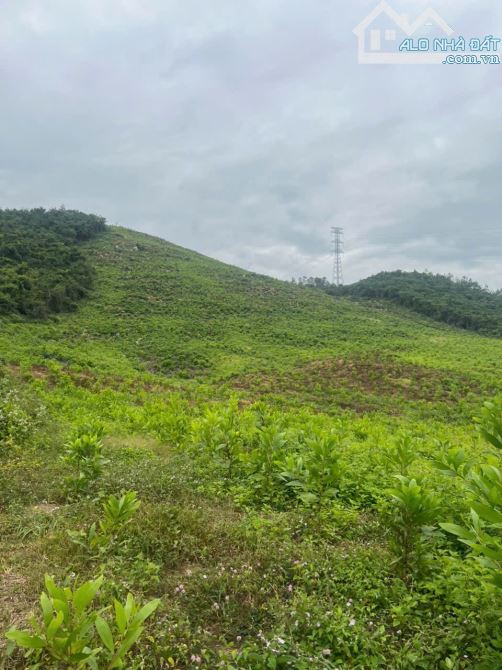 699 triệu 1 mẫu trồng full keo lá tràm ninh sơn, tx ninh hoà, khánh hoà