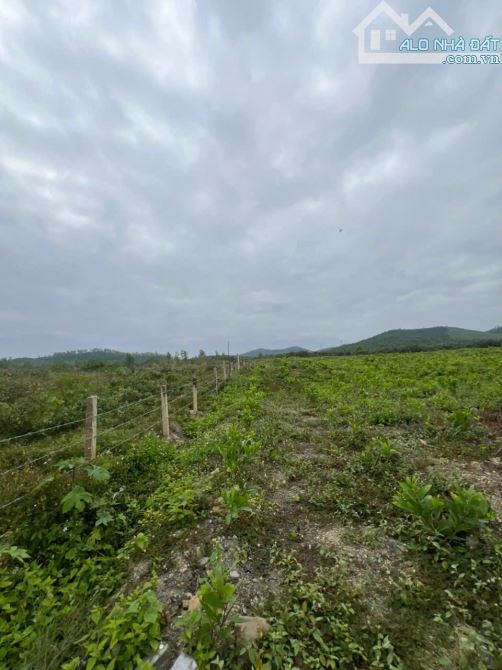 699 triệu 1 mẫu trồng full keo lá tràm ninh sơn, tx ninh hoà, khánh hoà - 1