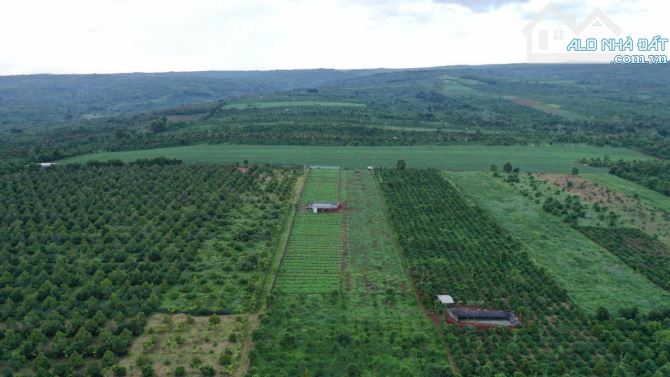 🚜 BÁN GẦN 5 SÀO ĐẤT ĐẸP NHƯ SÂN BAY – CÁCH TRỤC QUANG TRUNG NỐI DÀI CHỈ 700M - 1