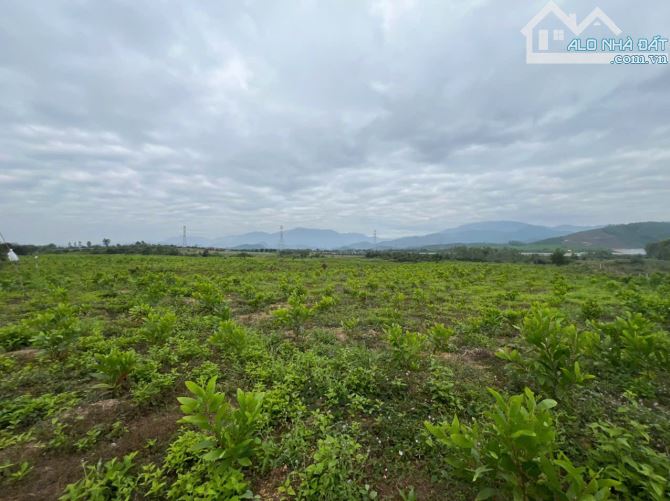 699 triệu 1 mẫu trồng full keo lá tràm ninh sơn, tx ninh hoà, khánh hoà - 2