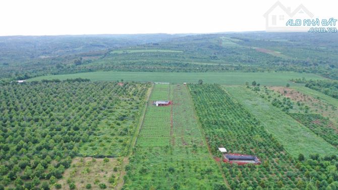 🚜 BÁN GẦN 5 SÀO ĐẤT ĐẸP NHƯ SÂN BAY – CÁCH TRỤC QUANG TRUNG NỐI DÀI CHỈ 700M - 2