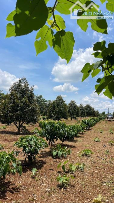 🎄🎄🎄BÁN 3SÀO SẦU RIÊNG 5 NĂM ĐÃ BẮT ĐẦU CHO BÓI 🌳🌳 - 2