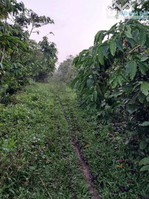 Bán đất tại Trần Khánh Dư, Lộc Phát, Bảo Lộc, Lâm Đồng, 28 tỷ, 10000 m2 - 3