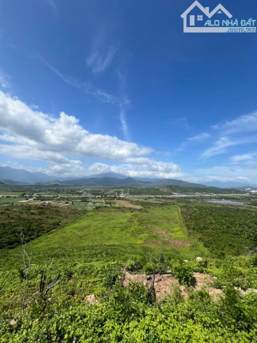 699 triệu 1 mẫu trồng full keo lá tràm ninh sơn, tx ninh hoà, khánh hoà - 4