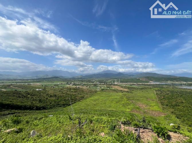 699 triệu 1 mẫu trồng full keo lá tràm ninh sơn, tx ninh hoà, khánh hoà - 5