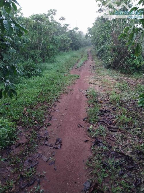 Bán đất tại Trần Khánh Dư, Lộc Phát, Bảo Lộc, Lâm Đồng, 28 tỷ, 10000 m2 - 7