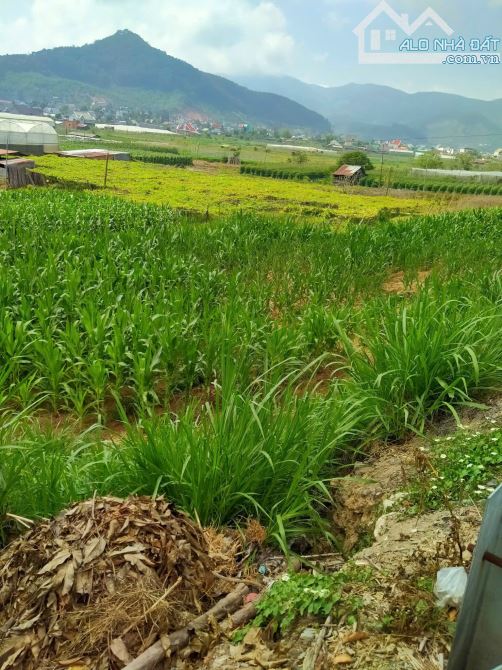 Cần bán lô đất ngay khu phố 3, thị trấn Dran,huyện Đơn Dương. 1117m² - 2ty2 - 7