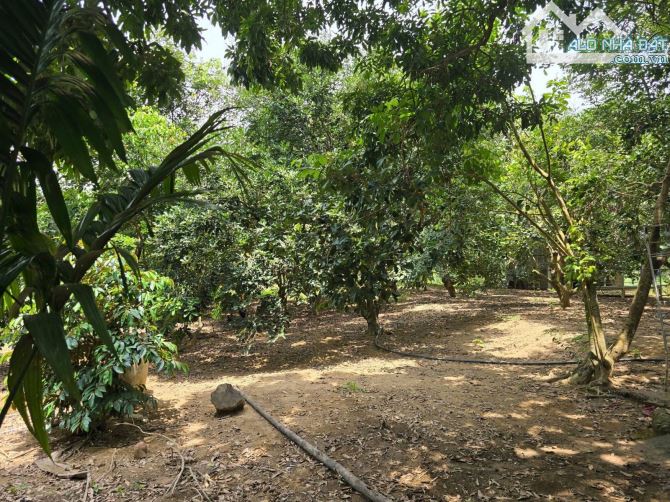 🌿 NHÀ VƯỜN GẦN 5.000M² – VIEW SÔNG CU ĐÊ – KHÔNG GIAN SỐNG XANH TẠI HÒA BẮC