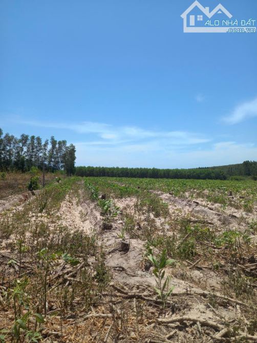 64.000m2 có hơn 180 thổ cư, nở hậu, đường ô ô tô, cách biển Lagi 10 km