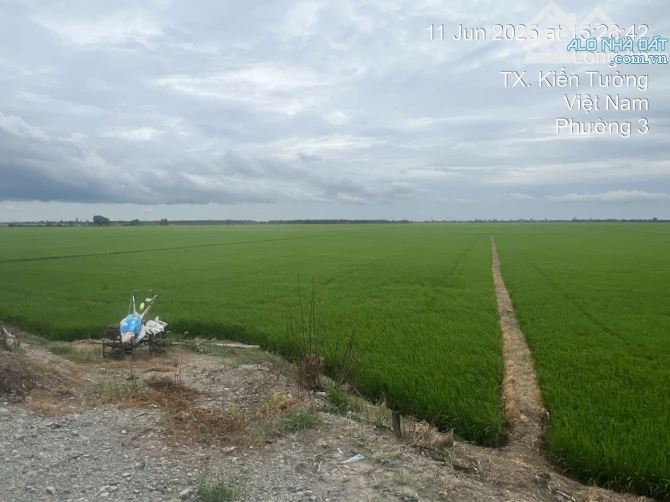 Bán nhanh đất ở tại nông thôn Kiến Tường – 4.084,8m²