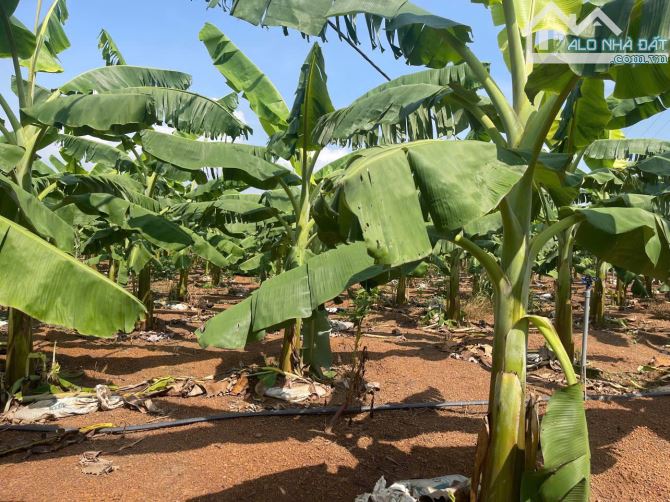 cần bán 3.2 Ha buôn đôn - giáp suối - Eanuol