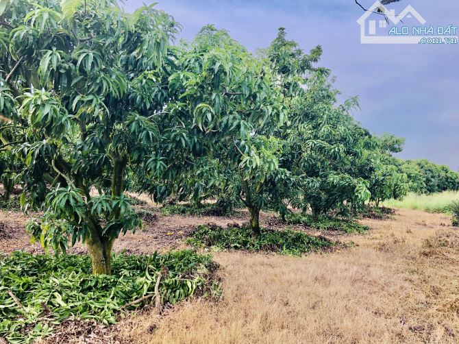 Vườn xoài ven biển Phước Hải Dt: 1000m2-có 27m mặt tiền nhựa Phủ hồng đất ở,giá 4tyx - 1