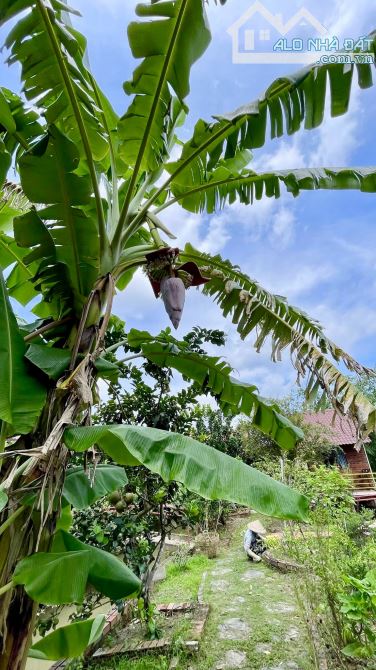 Homstay nghĩ dưỡng hơn 3000m2 view sông mát mẻ - 12