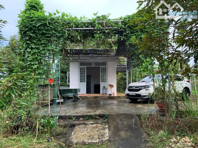 Bán Nhà Vườn Cây Ăn Trái 4000 m2 ở Xuân Quế,  Cẩm Mỹ Tỉnh Đồng Nai.  • Hiện trạng giống nh - 2