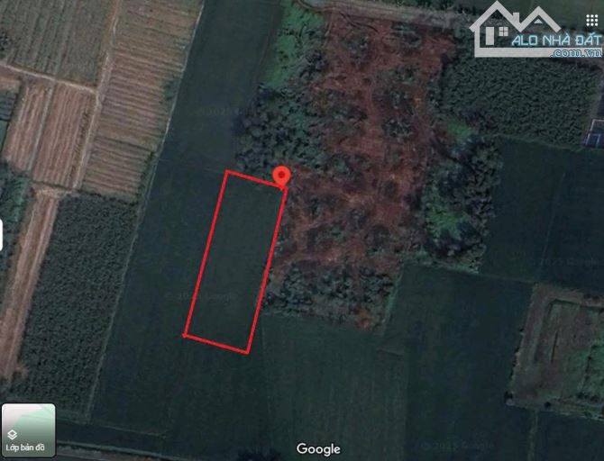 Bán 1500m2 đất tiện phân lô vuông vức 70x22m, Tân An Hội, Củ Chi, Giá nhỉnh 3,4 tỷ TL - 2