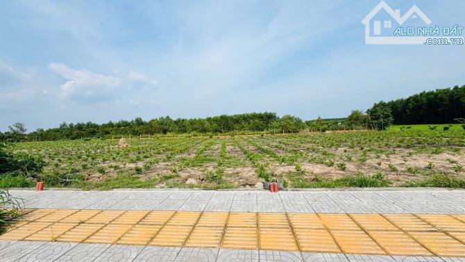 Sở hữu ngay 1ha1 đất mặt tiền nhựa vỉa hè dài 196m ngay gần KCN Đất Đỏ - 3