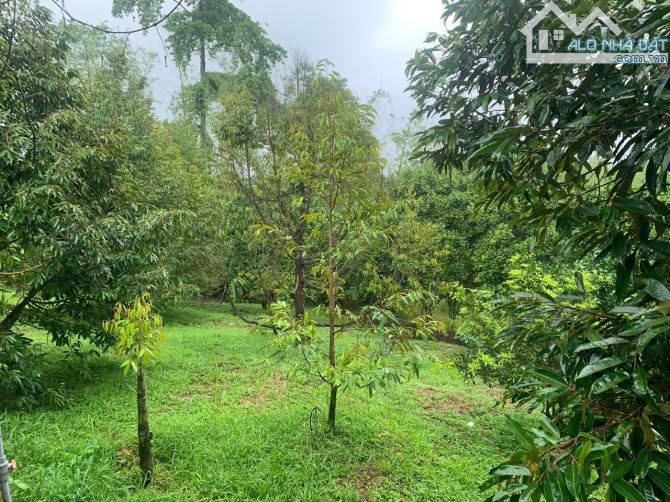 Bán Nhà Vườn Cây Ăn Trái 4000 m2 ở Xuân Quế,  Cẩm Mỹ Tỉnh Đồng Nai.  • Hiện trạng giống nh - 7